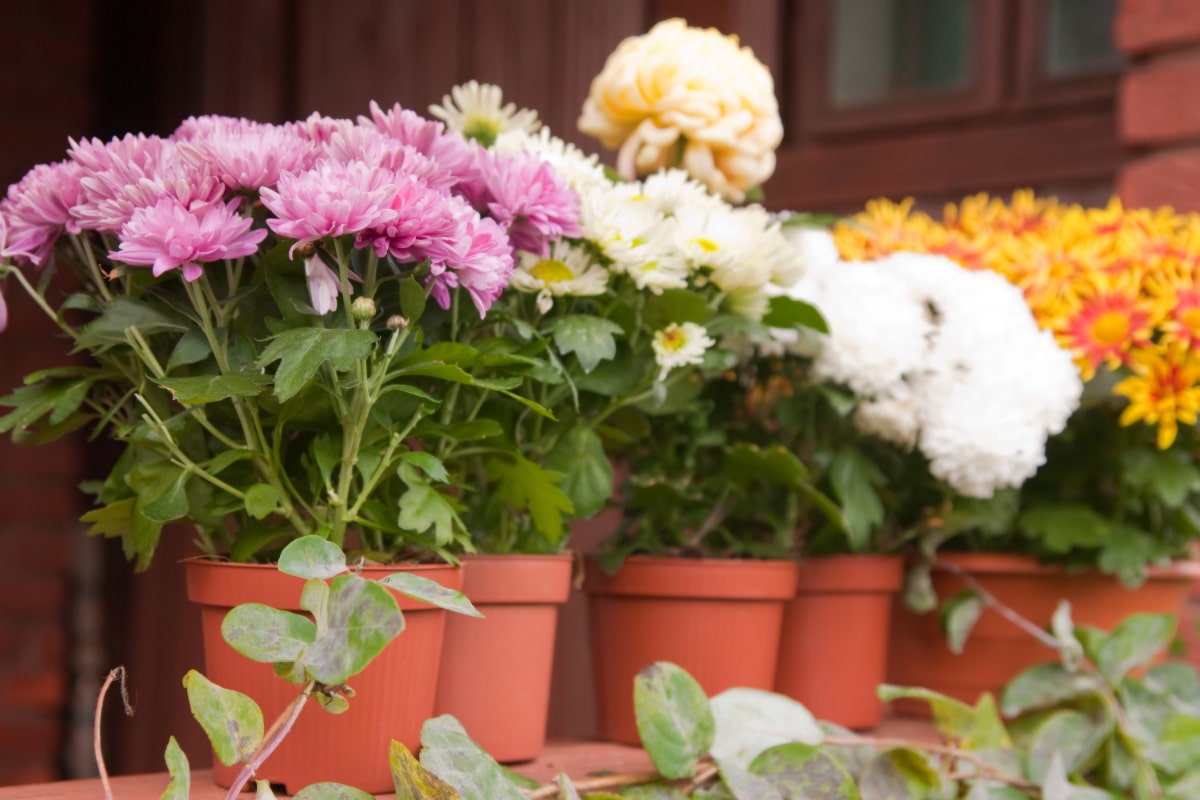 Chrysanthemums