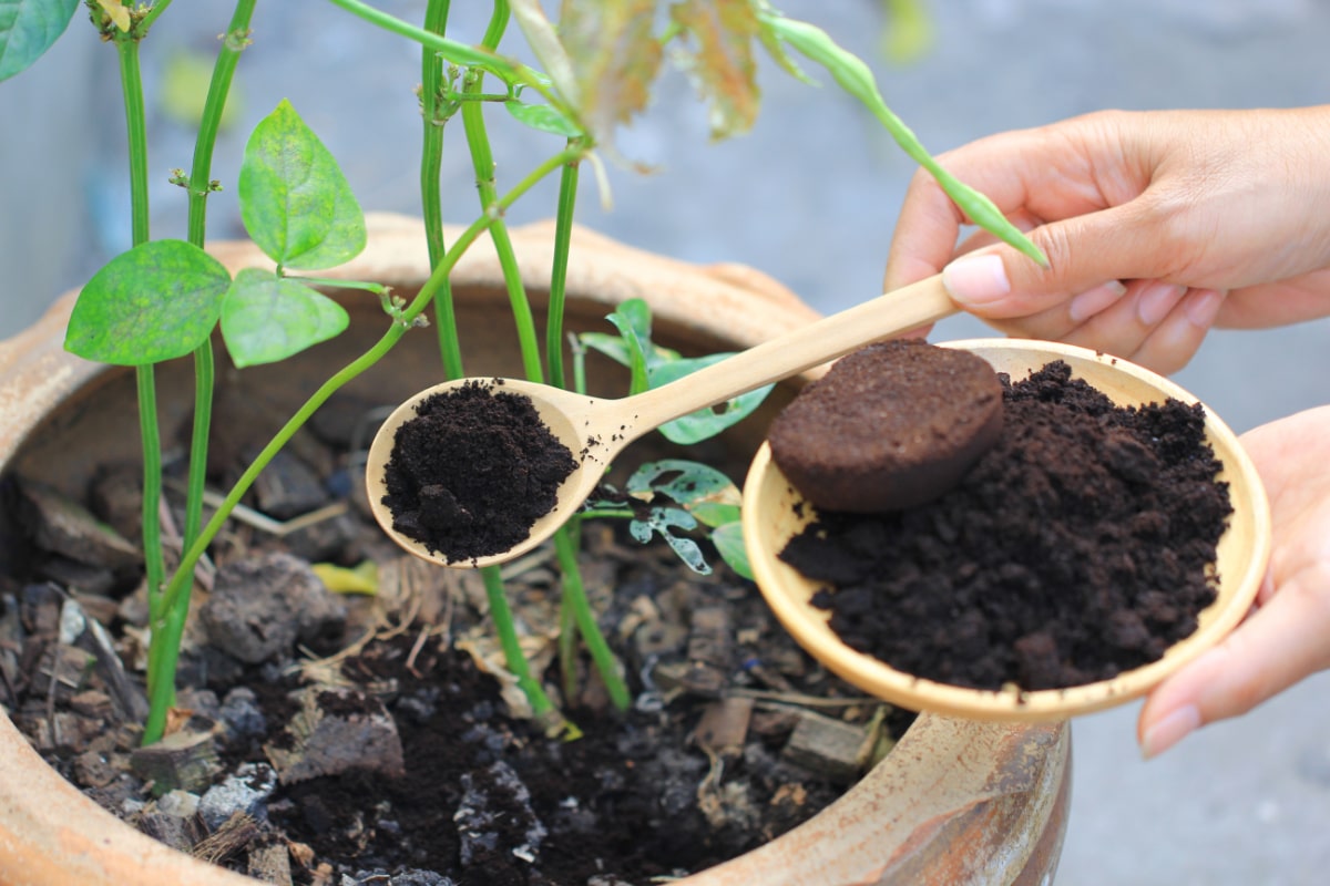 Coffee Grounds in the Garden