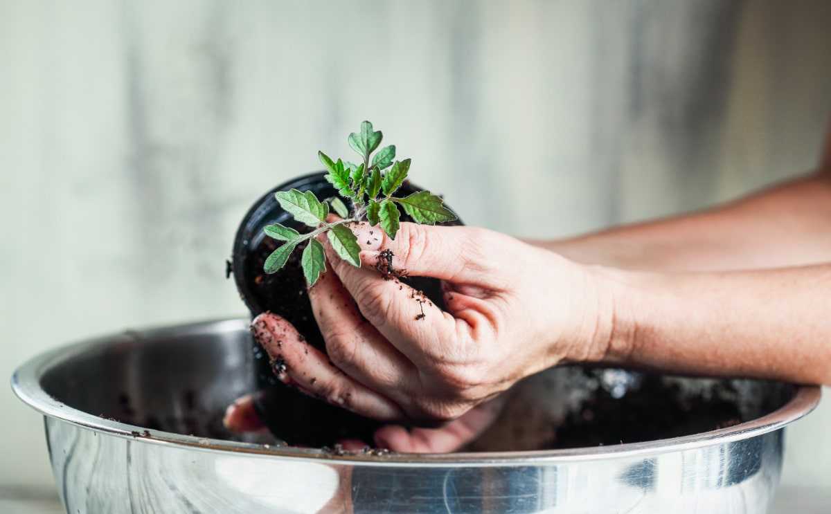 Compost Around Tomatoes