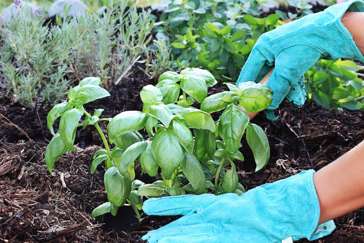 Compost in Herb Garden