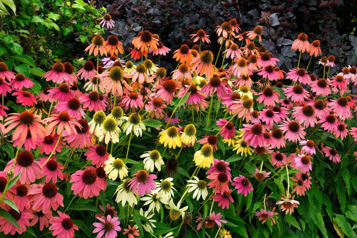 Coneflowers