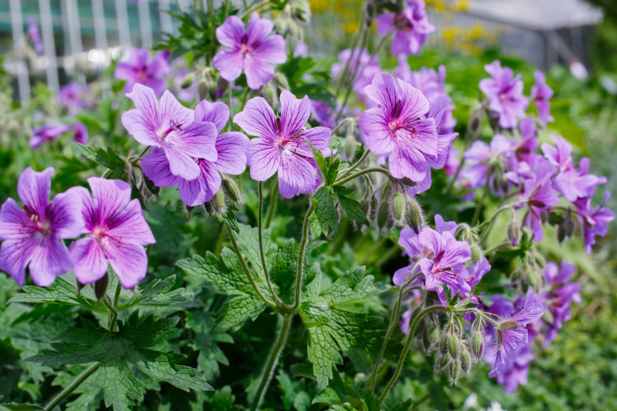 Cranesbill Geranium