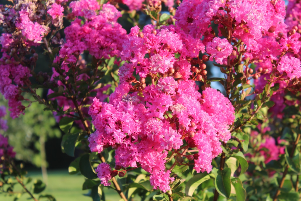 Crape Myrtle