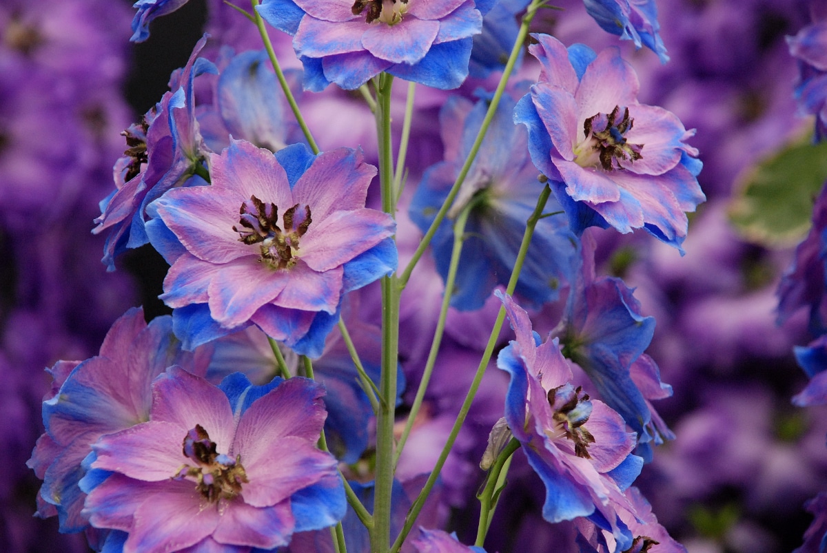 Delphinium