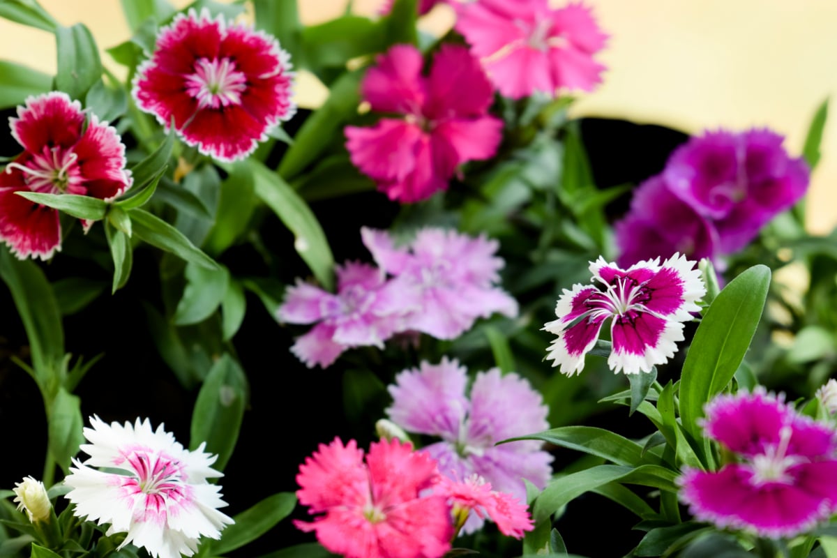 Dianthus