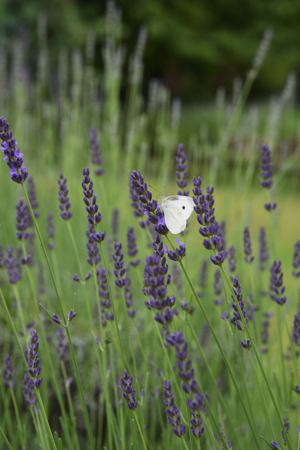 English Hybrid Lavender