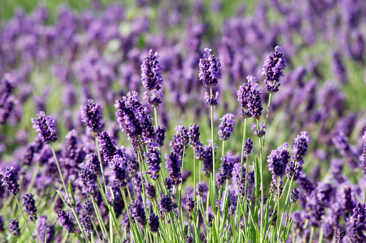 English Lavender