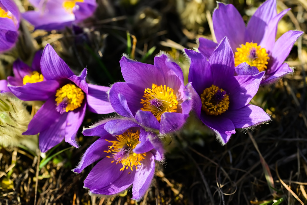 European Pasqueflower