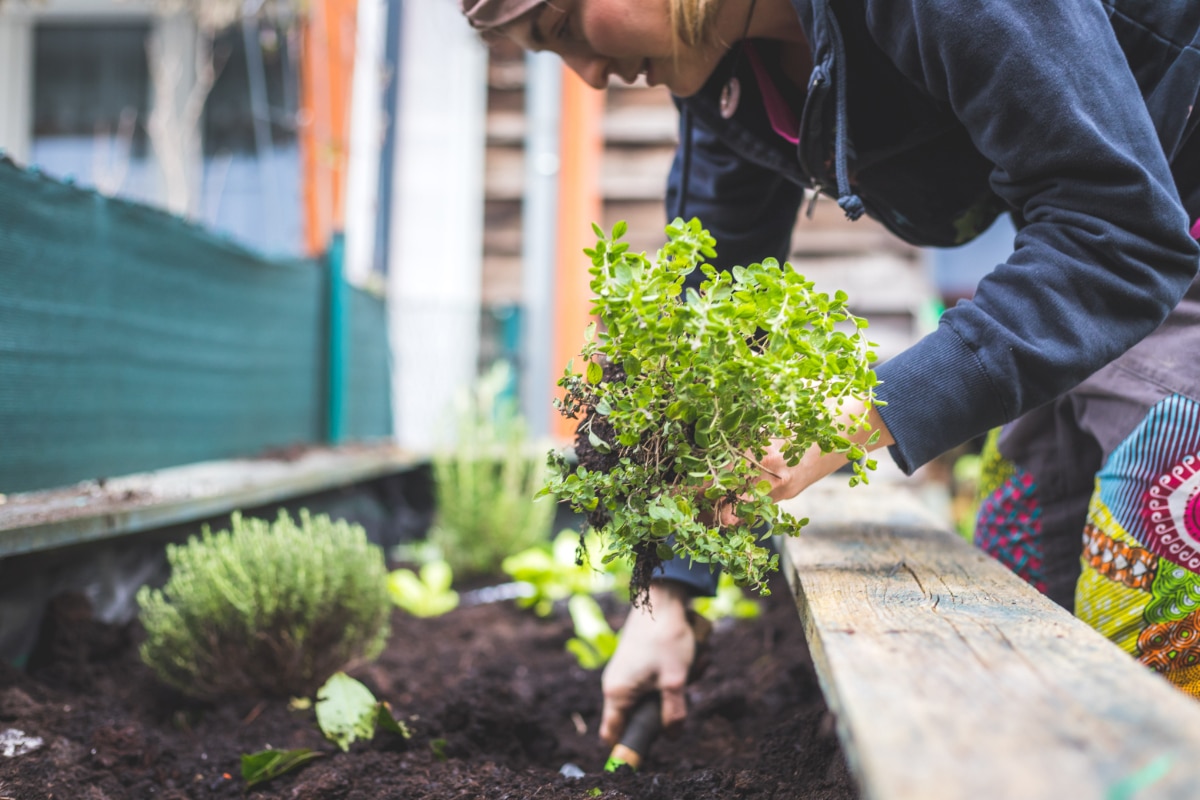 Fertilize Herbs