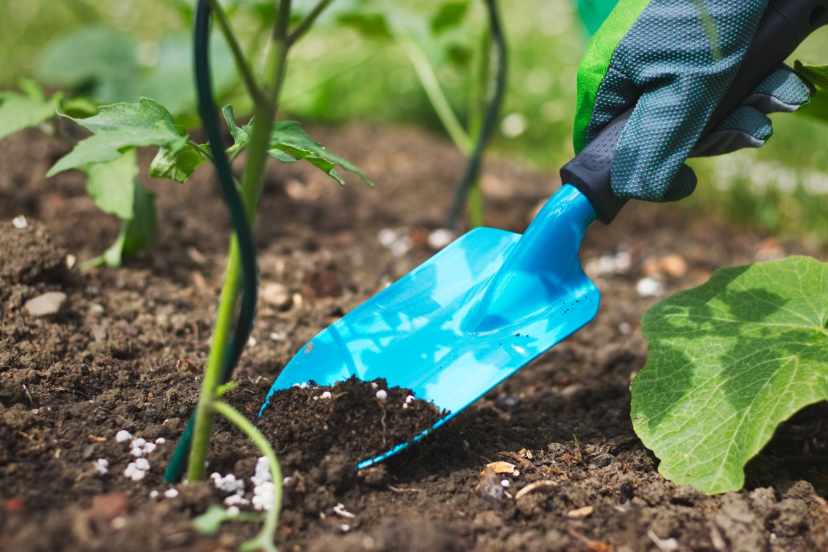 Fertilizing Tomato Plants