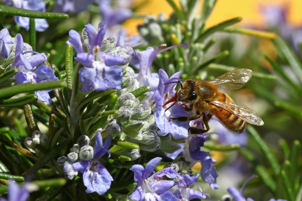 Flowering Herbs