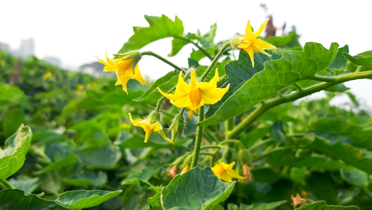 Flowering Tomato