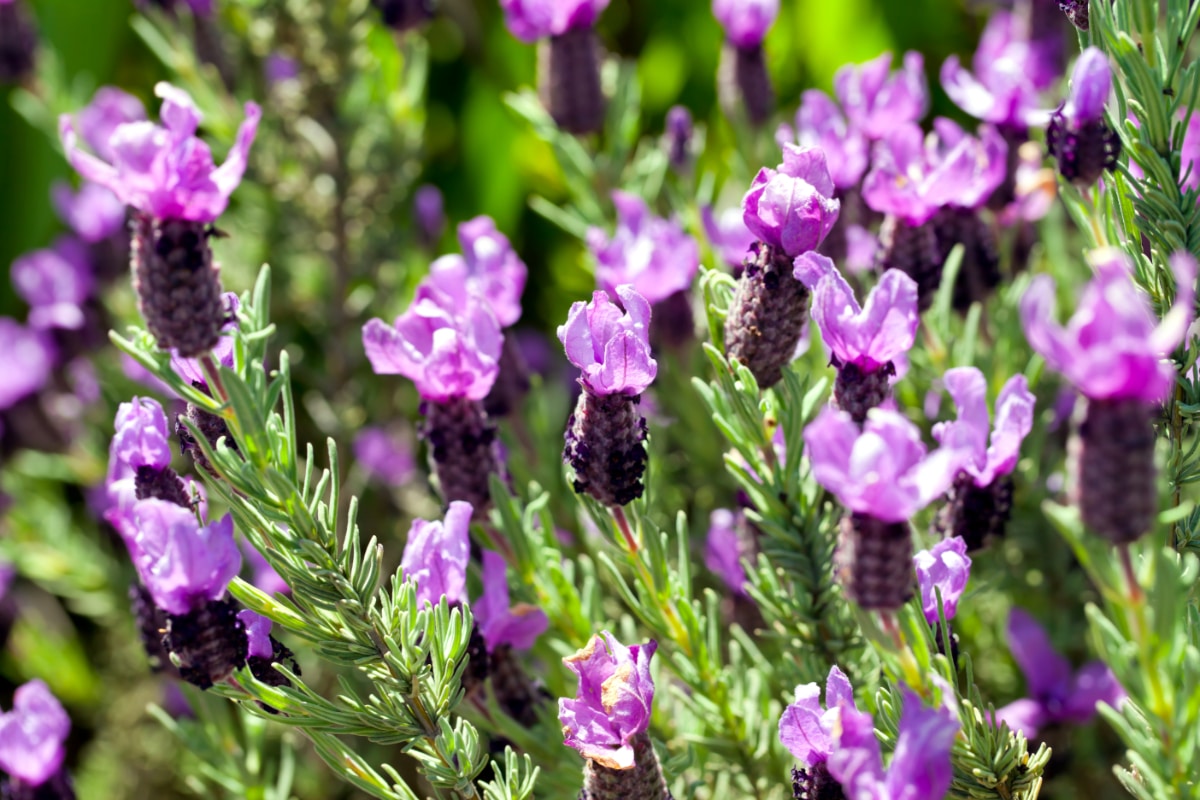 French Lavender