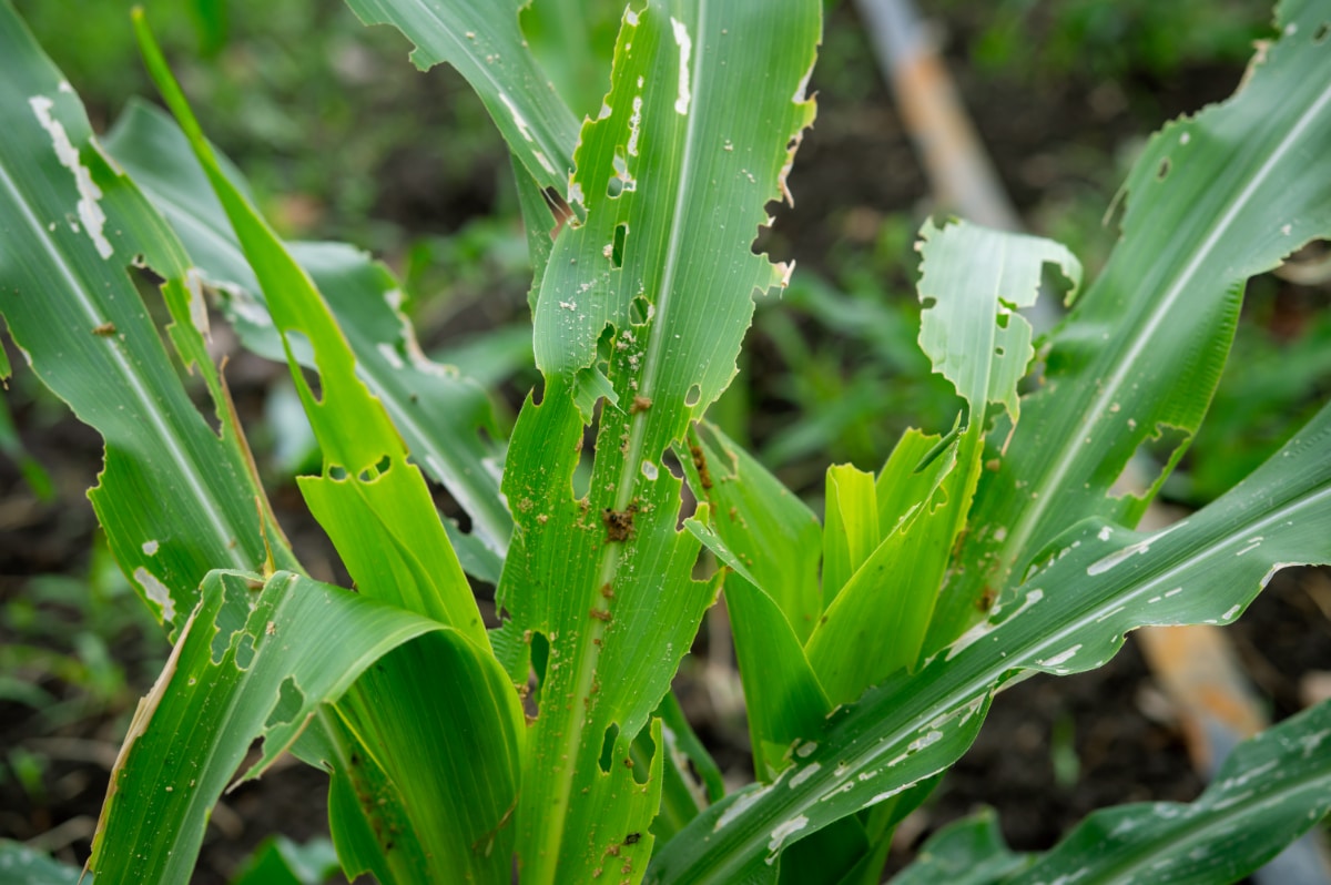 Garden Insect Damage