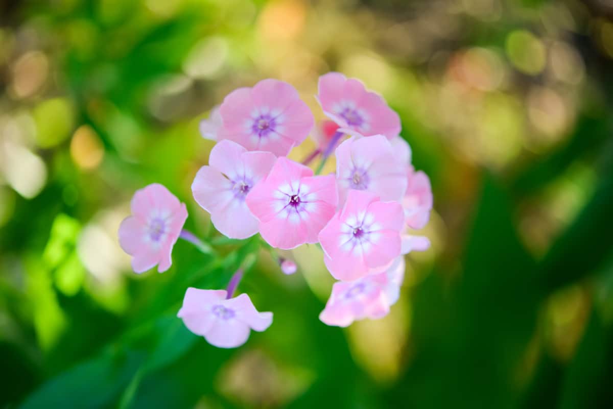 Garden Phlox