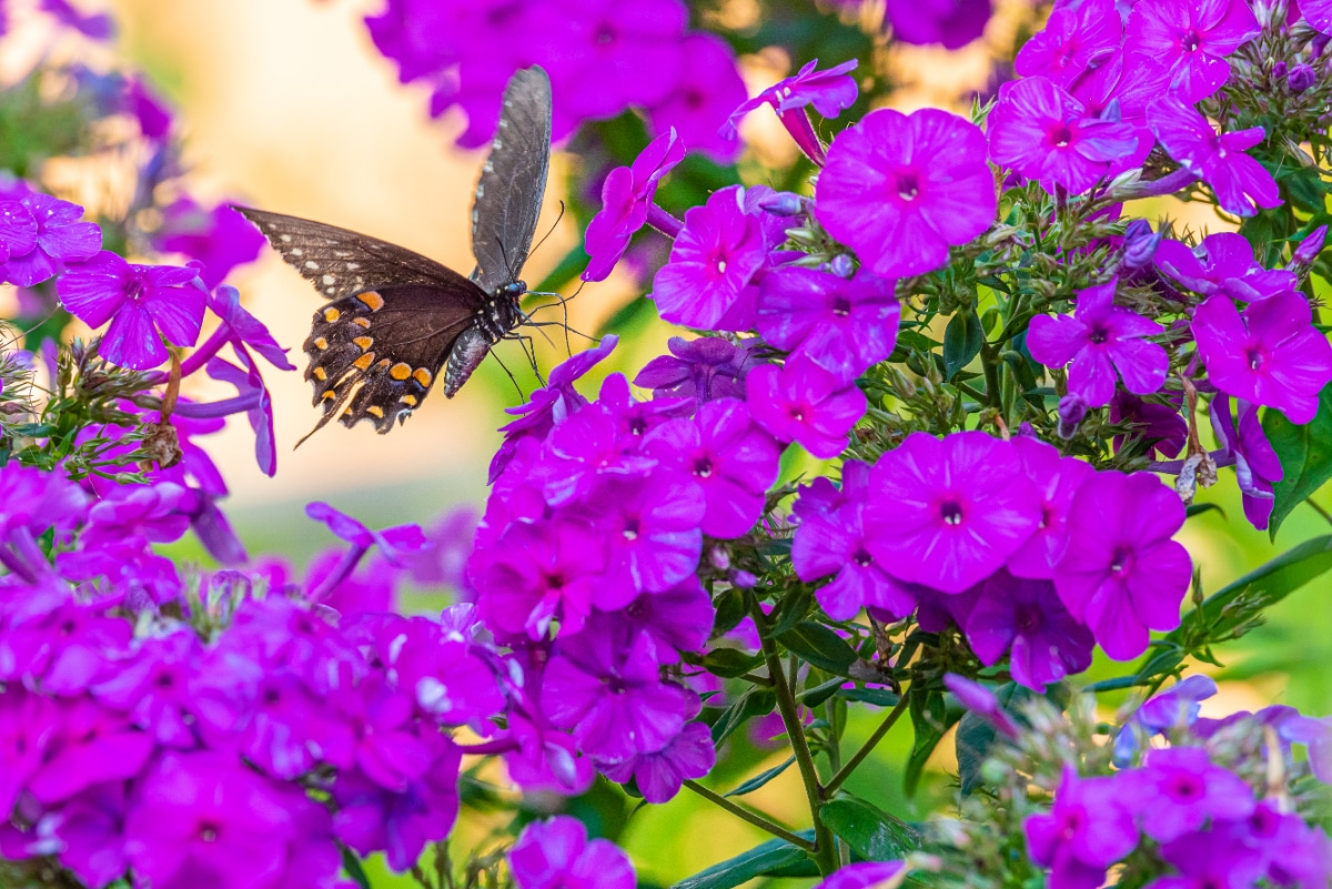 Garden Phlox