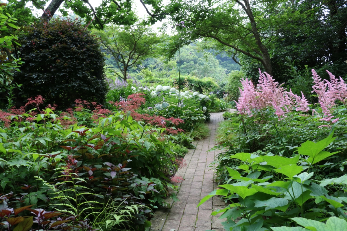 Garden in Shade