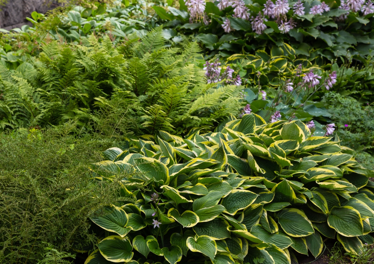 Garden in Shade