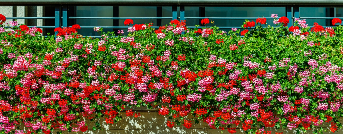 Geraniums