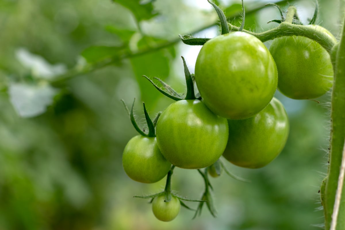 Green Tomatoes on Vine