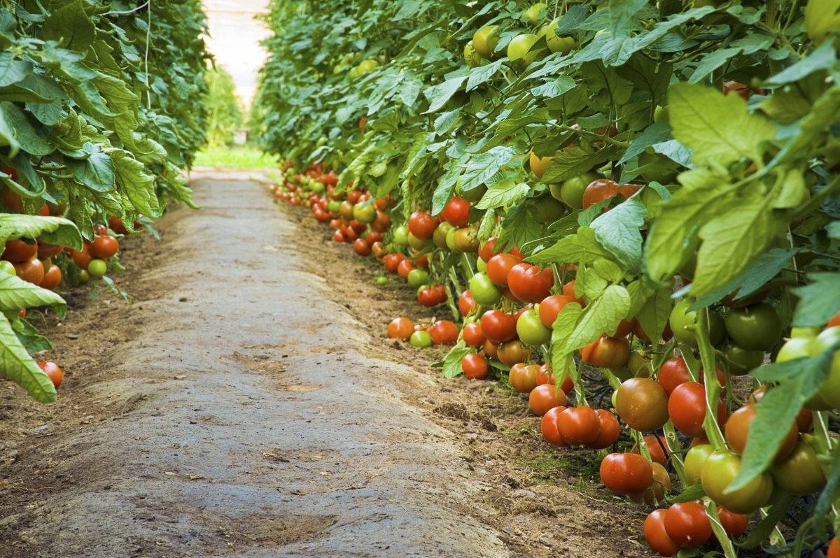 Happy Tomato Plants