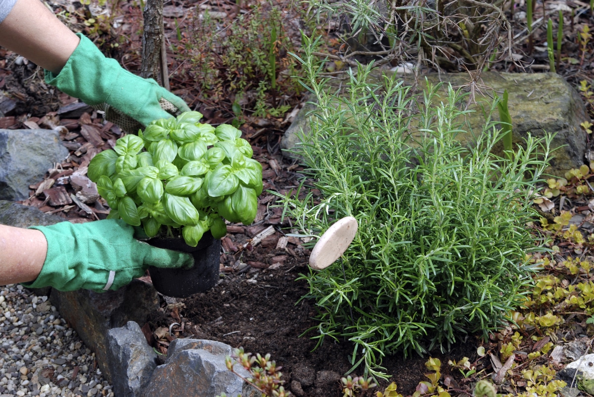 Healthy Herb Plants