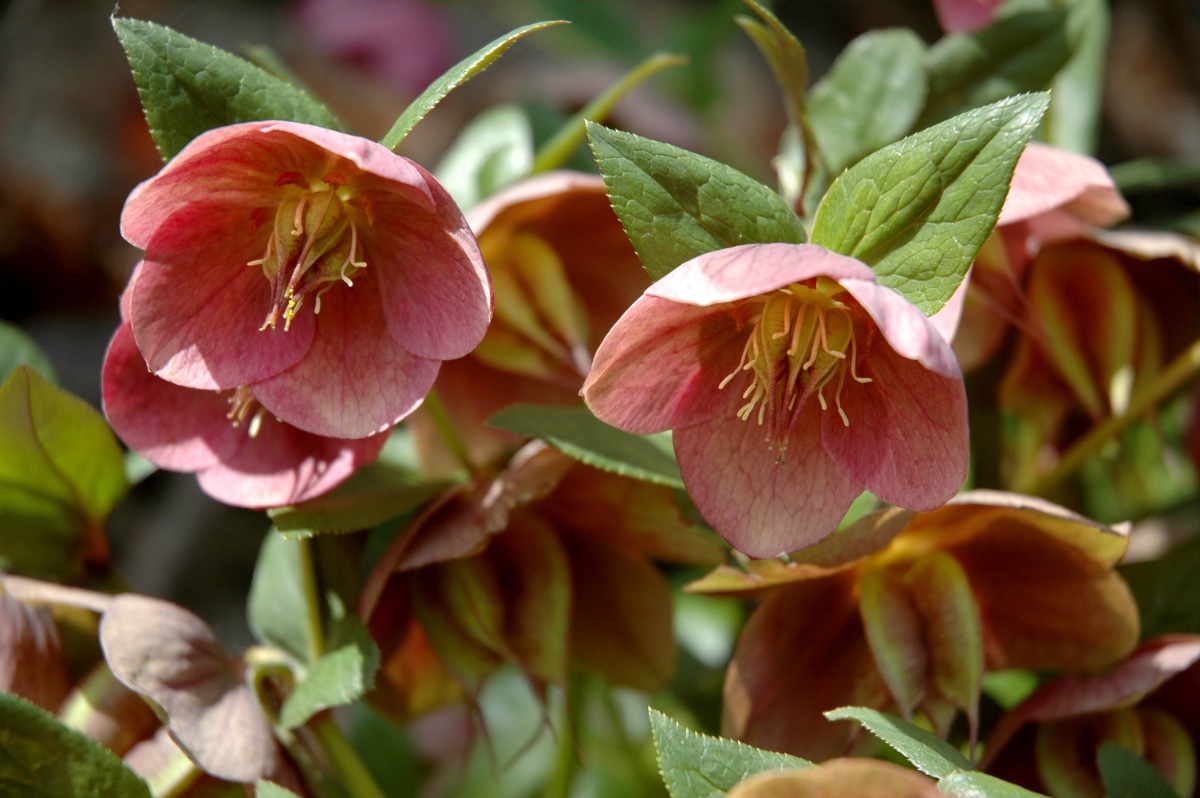 Hellebore Flowers