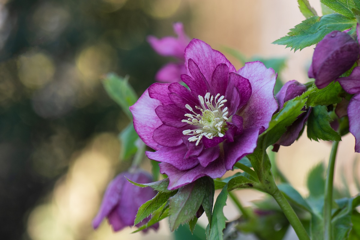 Hellebores