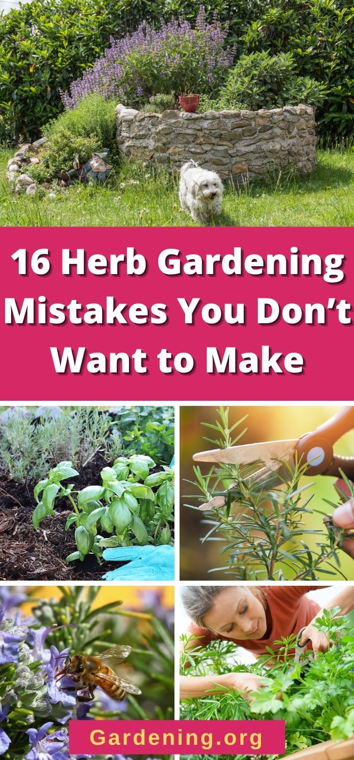 16 Herb Gardening Mistakes You Don’t Want to Make - Gardening