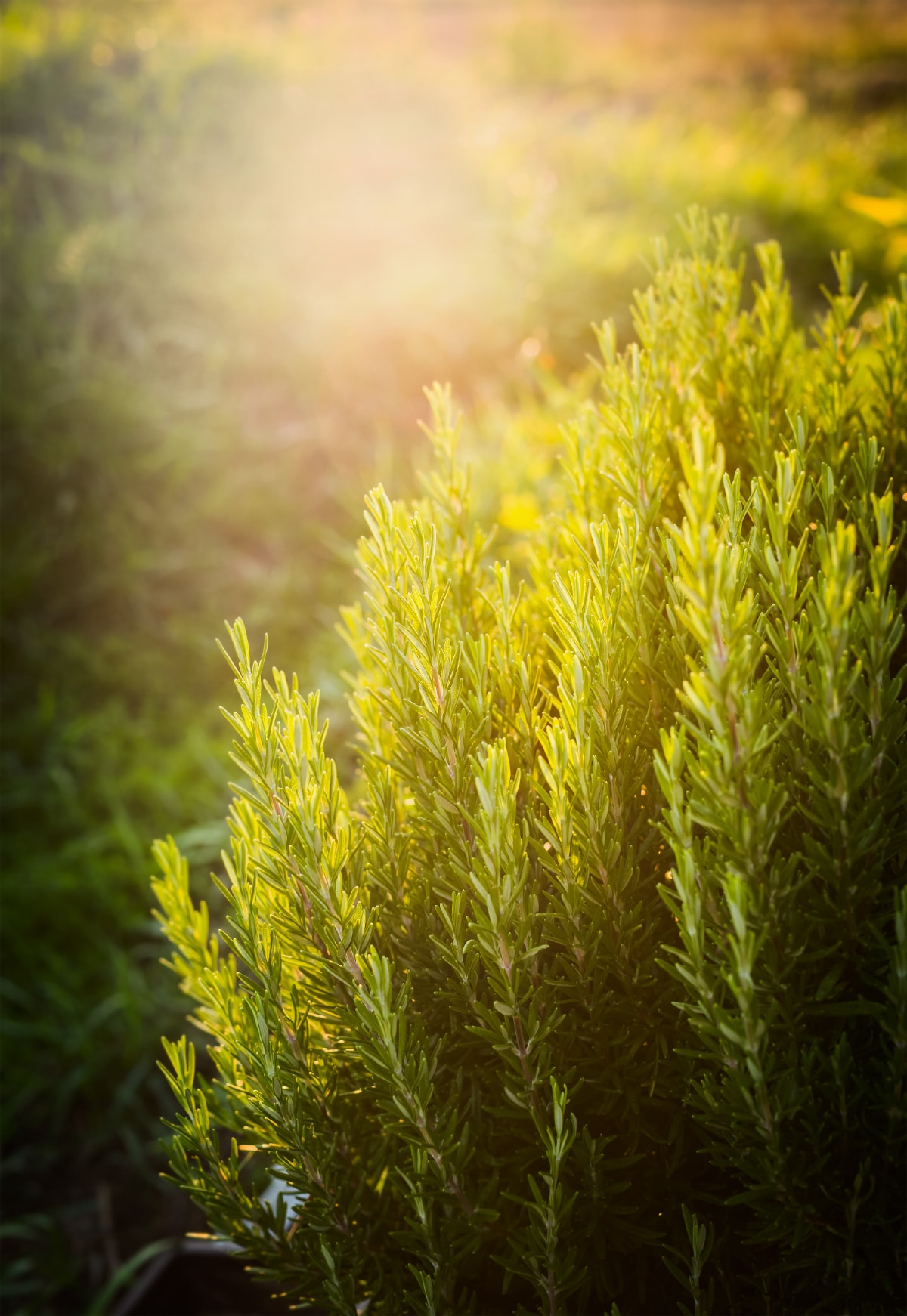 Herbs in the Sun