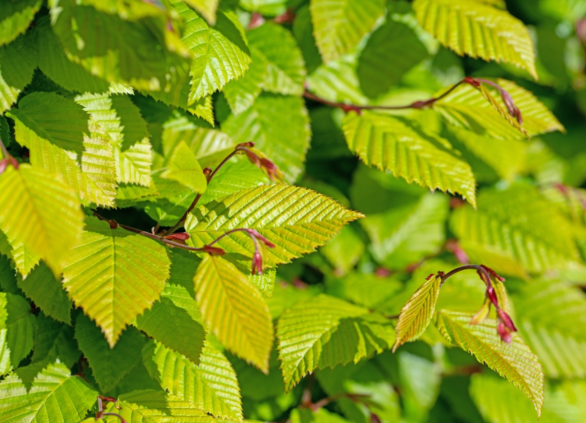 Hornbeam