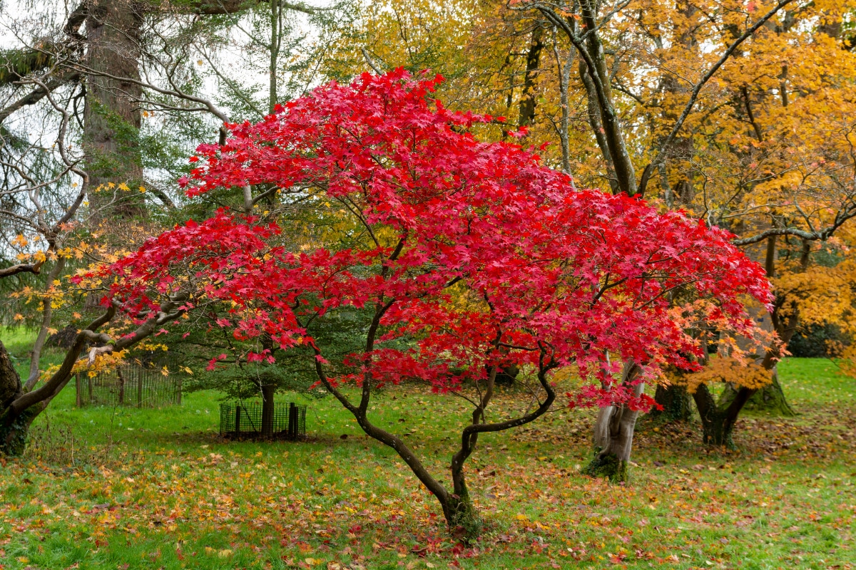 Japanese Maple