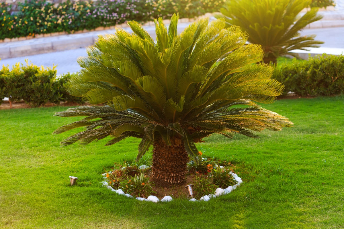 Japanese Sago Palms