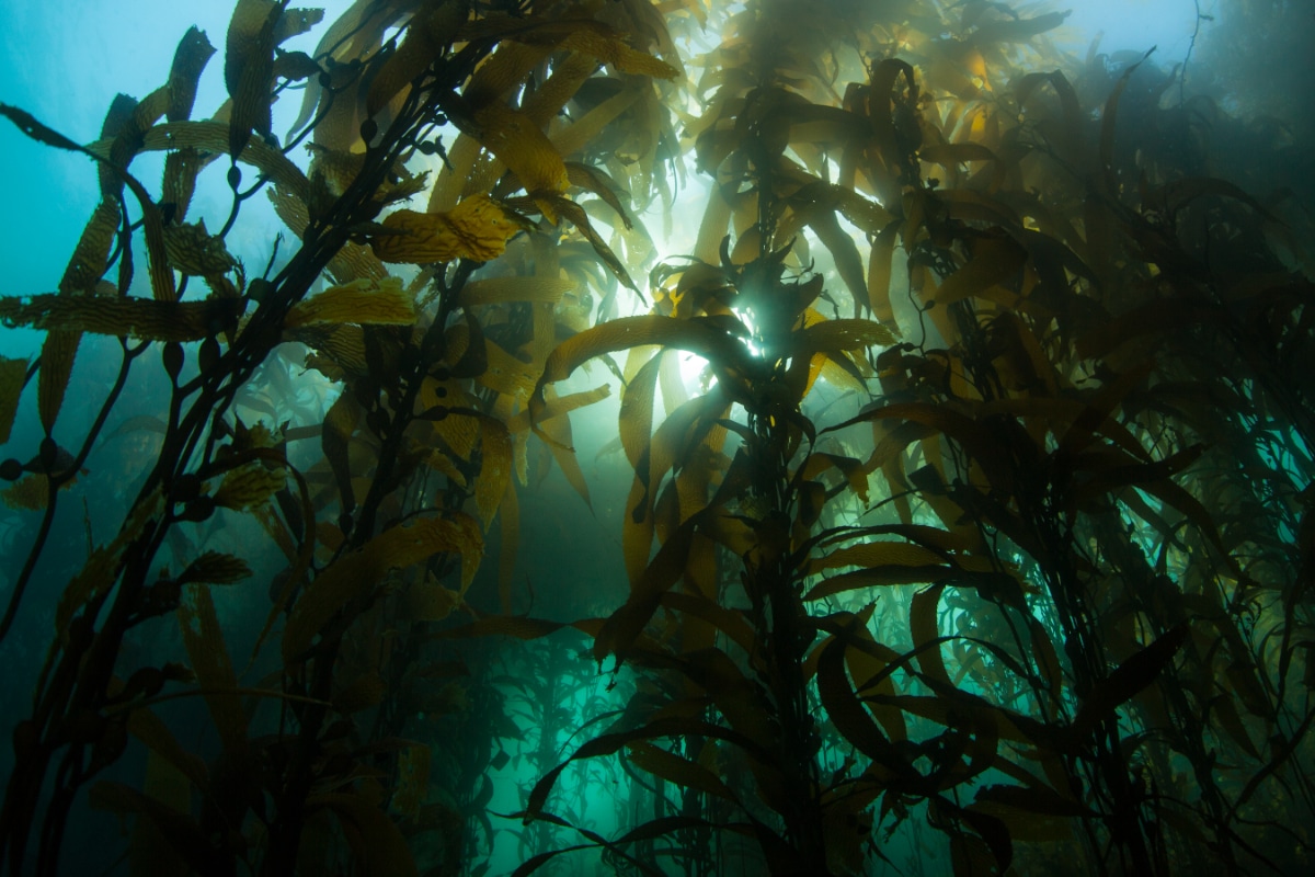 Kelp