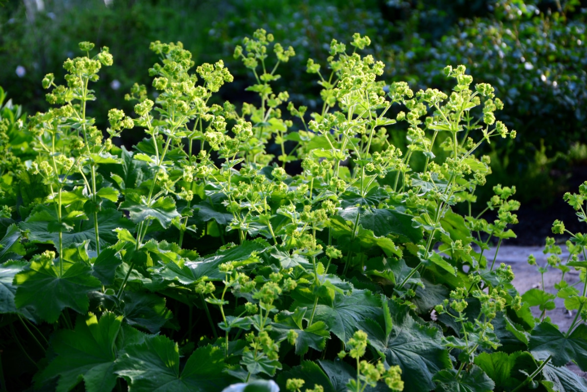 Lady's Mantle