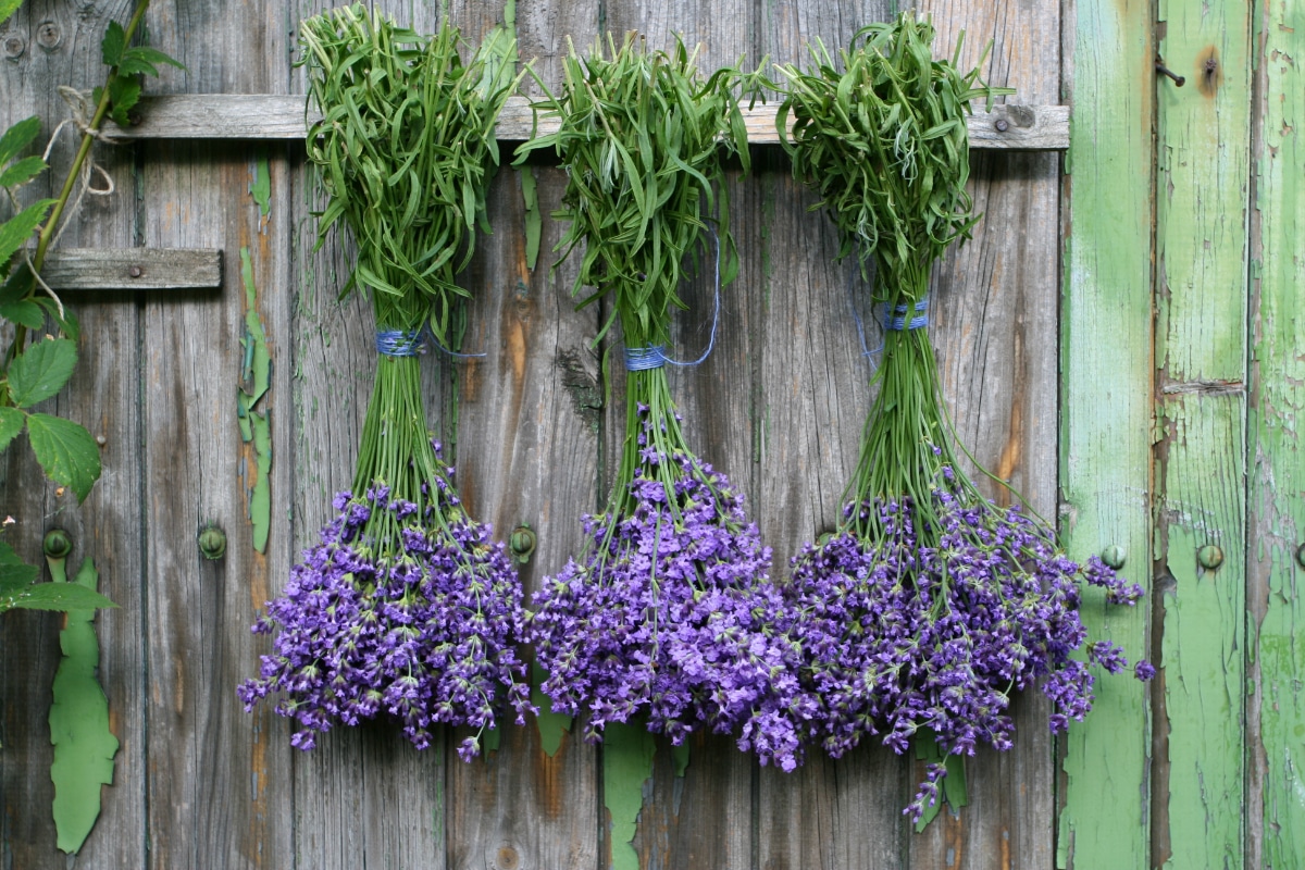 How to Grow Lavender  Lavender Planting & Growing Tips – Bonnie Plants