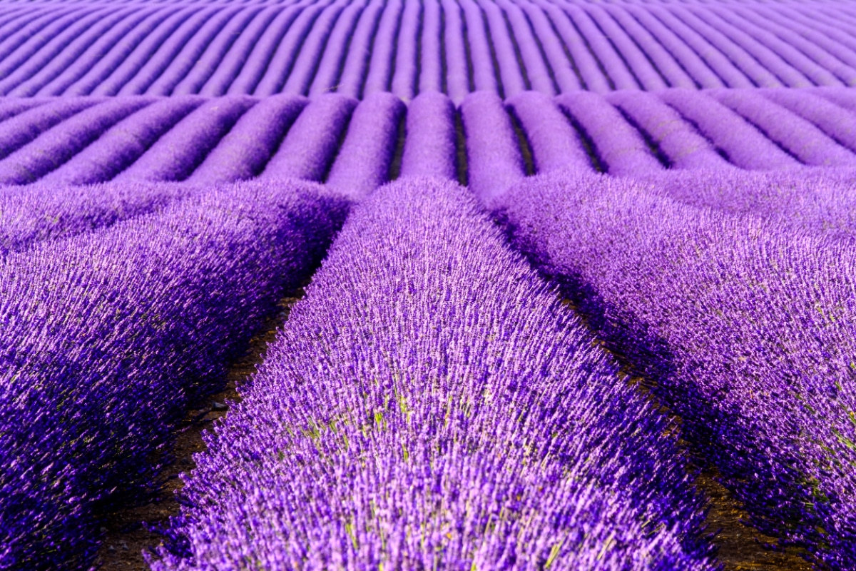 Lavender Field