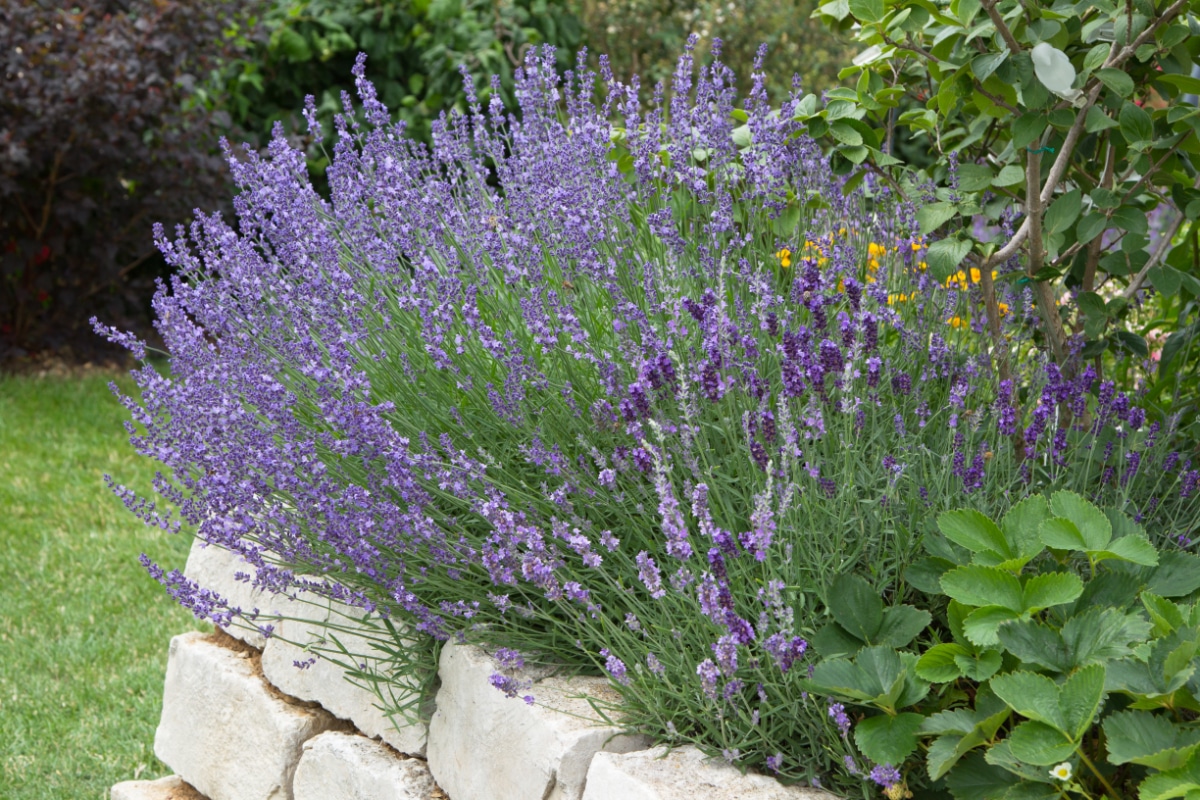 Lavender Garden