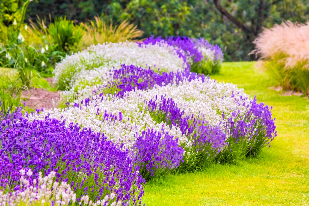 How to Grow Lavender  Lavender Planting & Growing Tips – Bonnie Plants