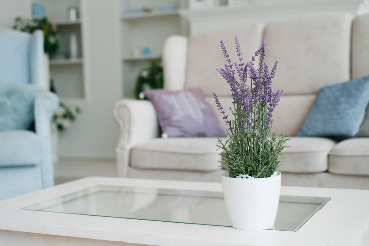 Lavender Indoors