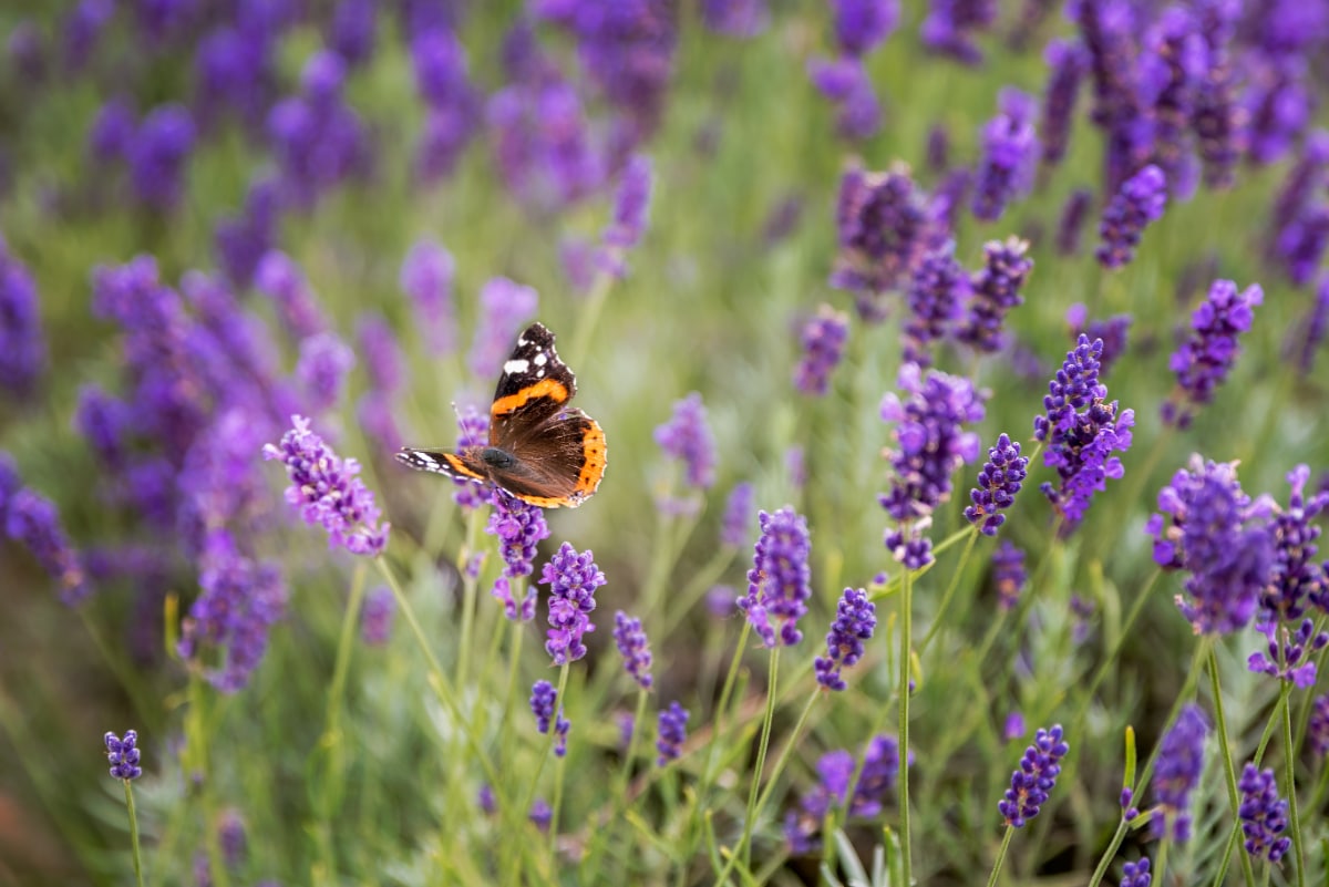 How to Grow Lavender  Lavender Planting & Growing Tips – Bonnie Plants