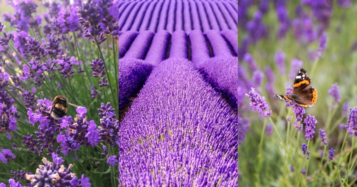 16 Tips for Growing Amazing Lavender - Gardening