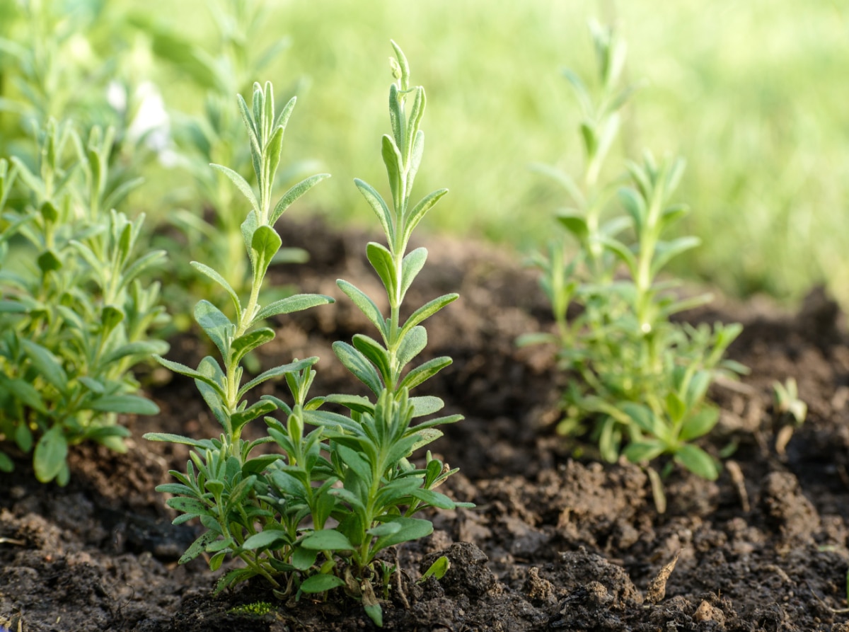 Lavender Seedlings