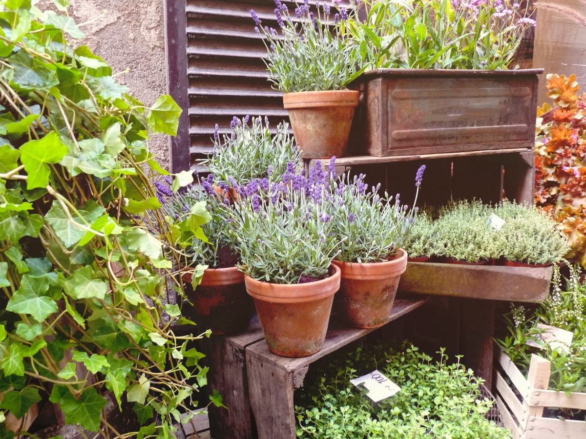 Lavender in Containers