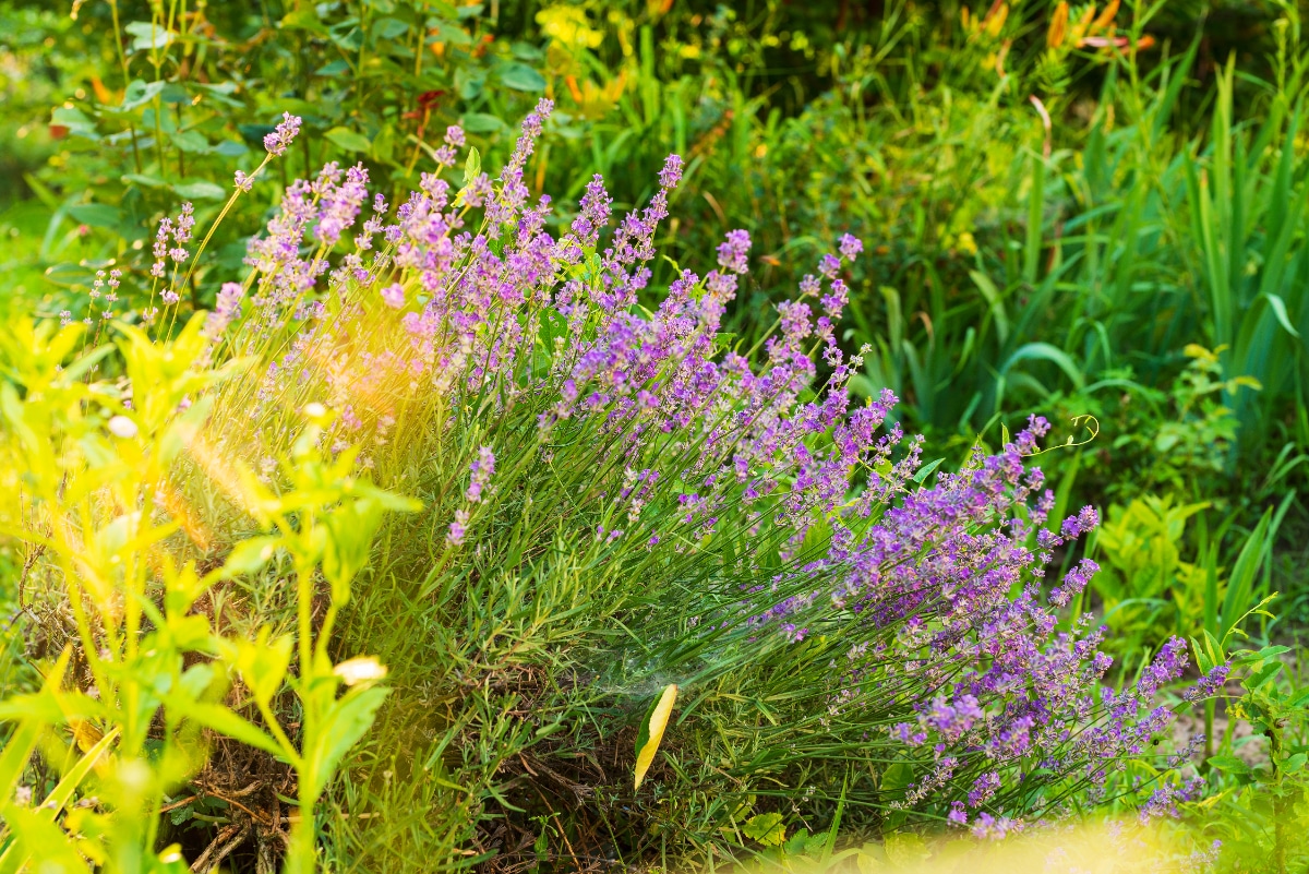 Lavender in the Sun