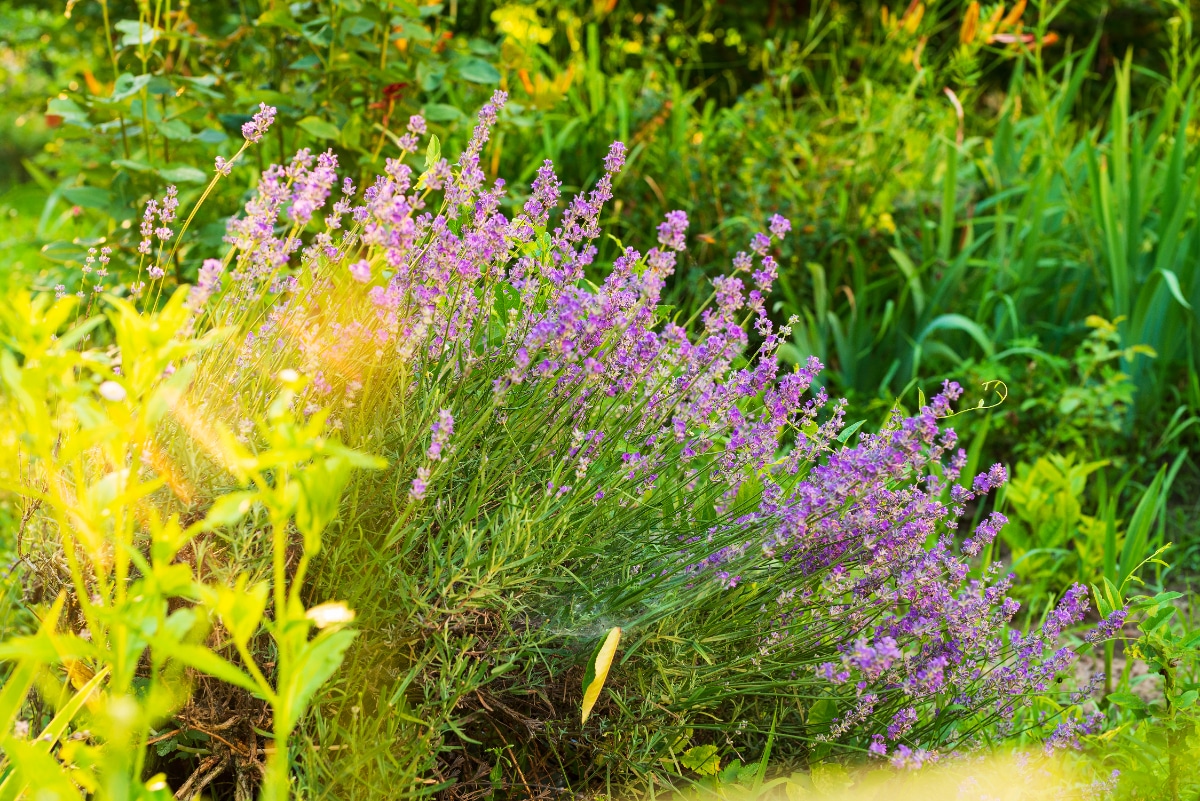 How to Grow Lavender  Lavender Planting & Growing Tips – Bonnie