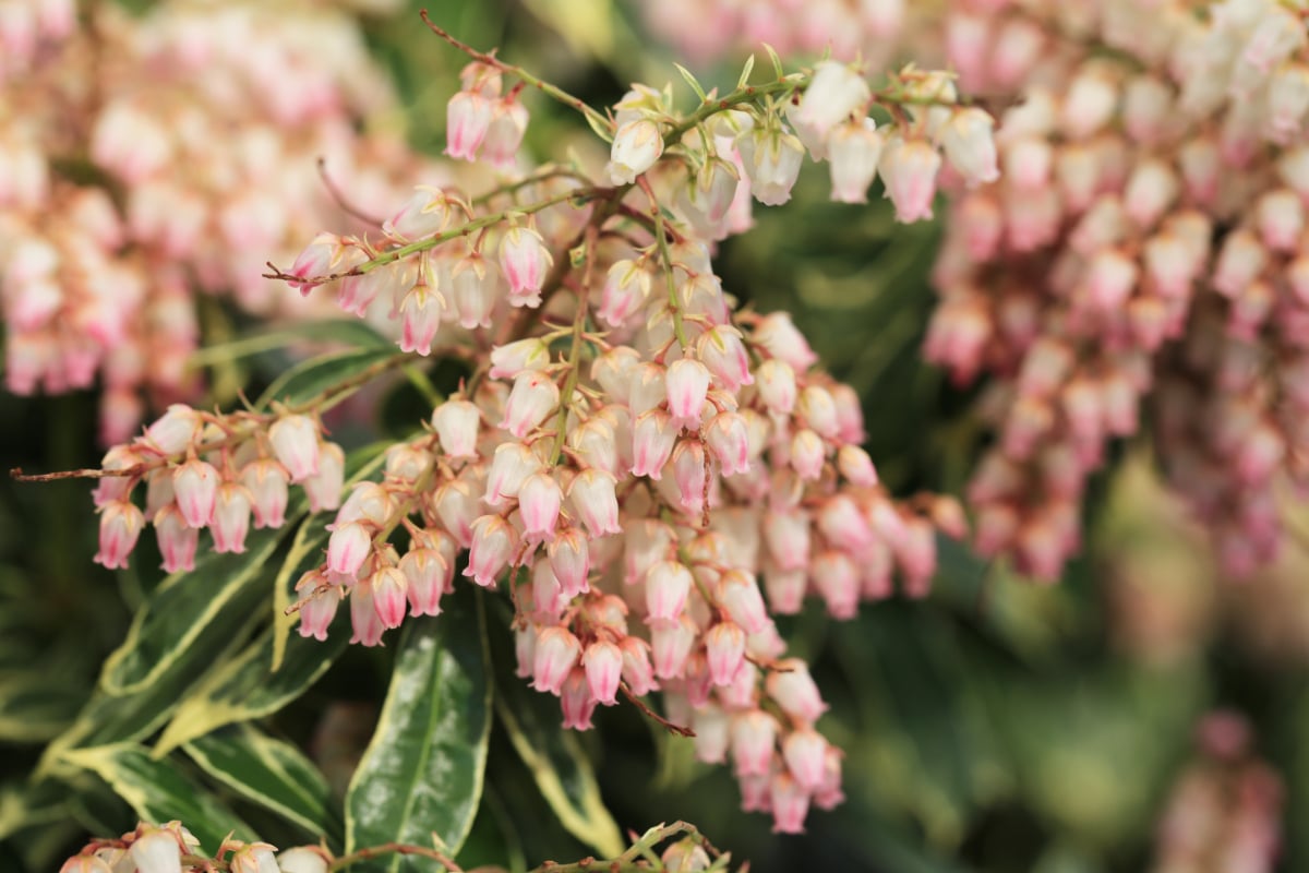 Lily of the Valley Shrub