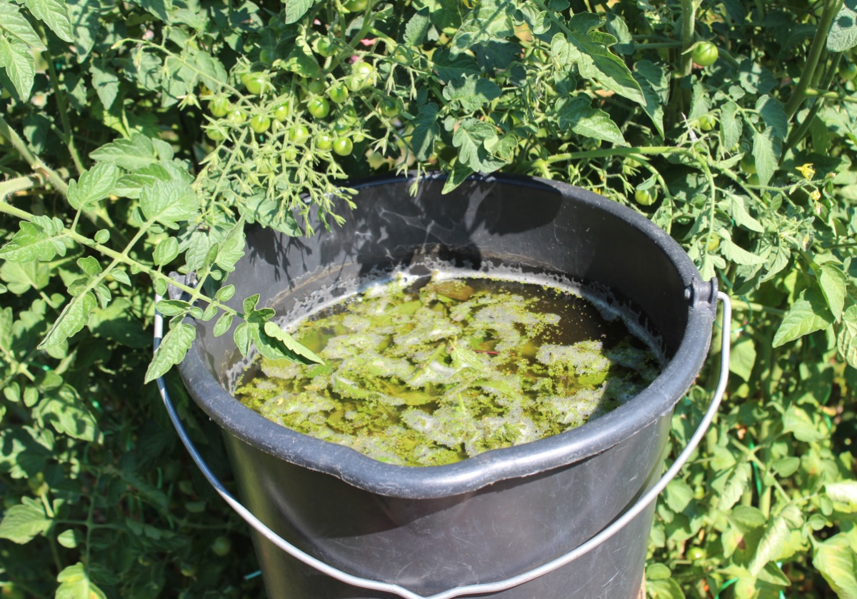 Liquid Tomato Fertilizer