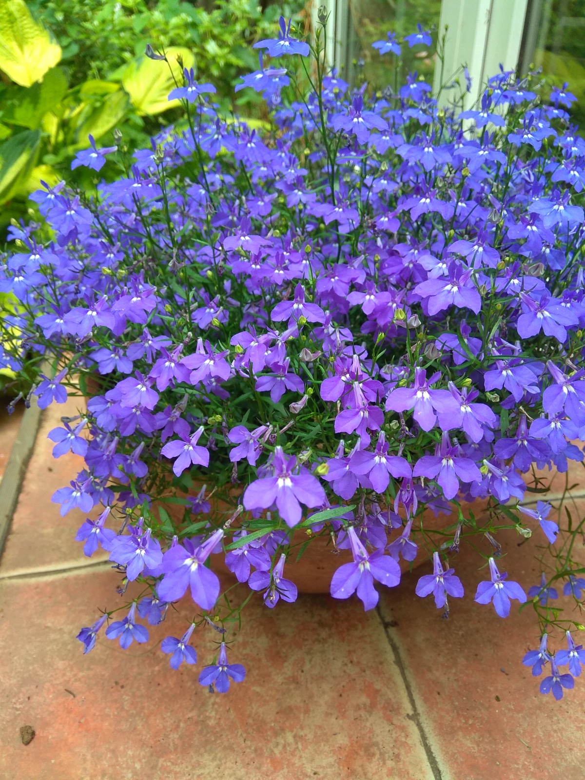 Lobelia