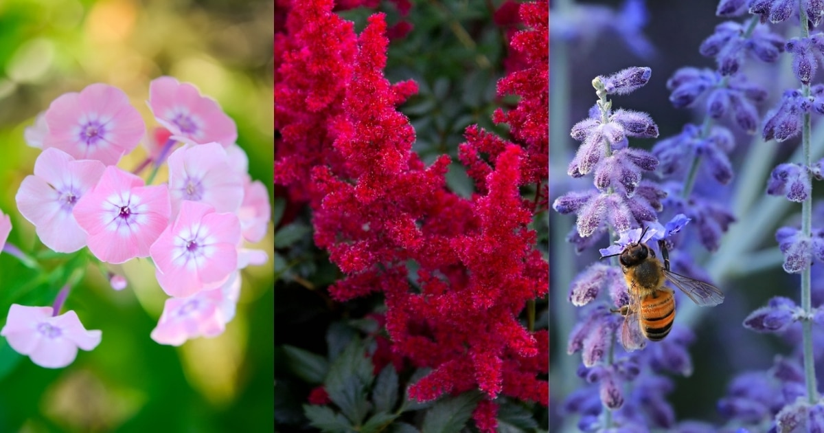 16 Long Blooming Perennials You Can Enjoy Forever Gardening